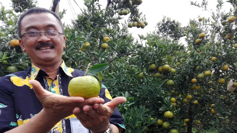 Jeruk dengan teknologi Buah Berjenjang Sepanjang Tahun (Bujang Seta)