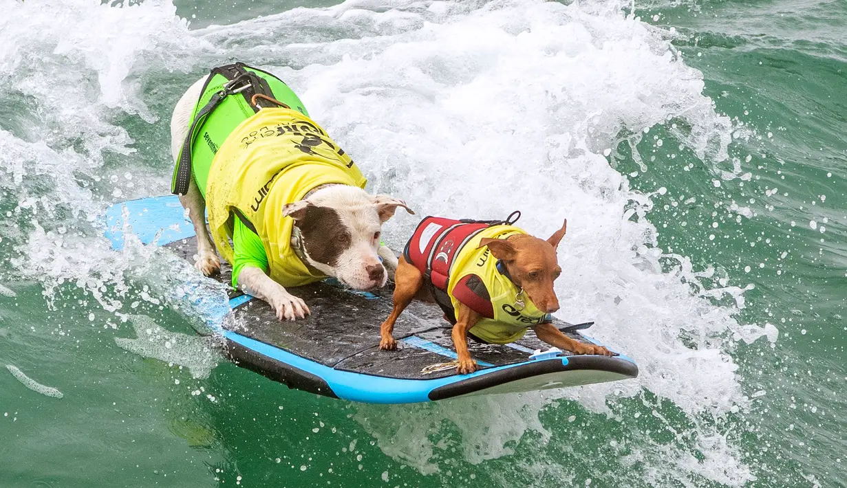 Faith and Rusty Wall ambil bagian dalam kompetisi Surf City Surf Dog di Huntington Beach, California pada 28 September 2019. Para anjing menunjukkan keahlian mereka dengan menaklukkan ombak setinggi satu sampai tiga kaki. (Kyle Grillot / AFP)