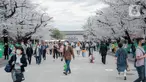 Para pengunjung menikmati sakura mekar di Taman Ueno, Tokyo, Sabtu (25/3/2023). Memasuki musim semi di Jepang, warga hingga turis mancanegara berbondong-bondong menikmati keindahan dari bunga sakura yang mekar. (Liputan6.com/Faizal Fanani)