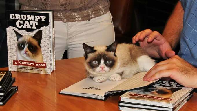 10 Kucing Ini Bakal Bikin Kamu Jadi Malas Baca Buku Lagi