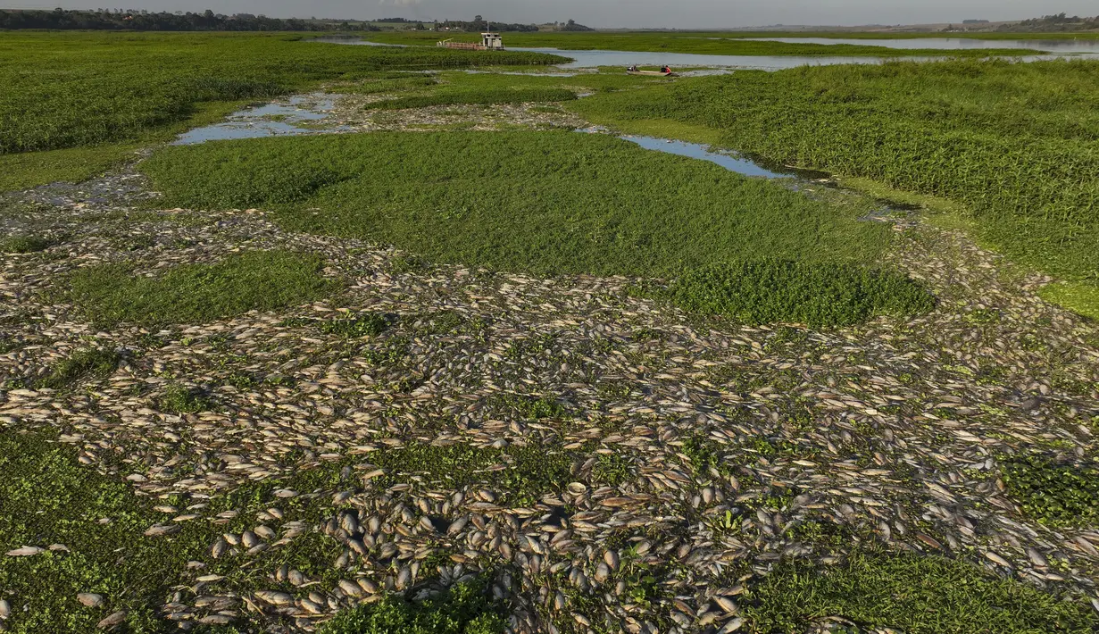 Pada hari Rabu, hamparan bangkai ikan yang mengambang menutupi jalur air, mengotori aliran sungai. (AP Photo/Andre Penner)