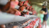 Ayam Petelur vs Ayam Layer: Mana yang Lebih Produktif untuk Bisnis Telur?