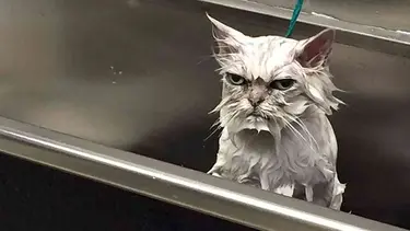 10 Foto Ekspresi Kucing Marah Bikin Takut Tapi Juga Gemas Fashion Fimela Com