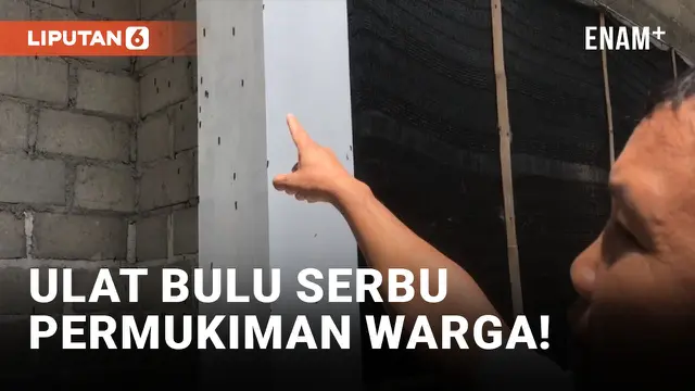 Merinding! Ribuan Ulat Bulu Muncul di Permukiman Warga Tanjungsari Blitar