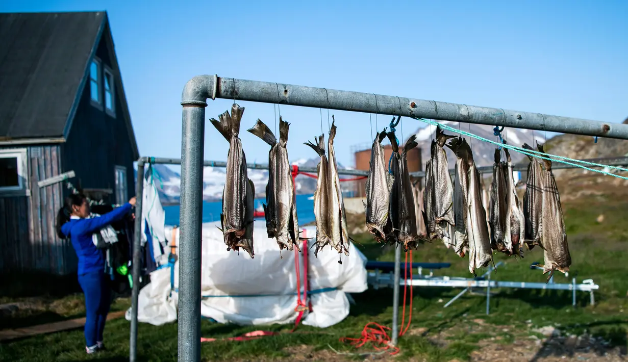 Ikan dikeringkan di Desa Kulusuk, Kota Sermersooq, Greenland, Denmark, 20 Agustus 2019. (Jonathan NACKSTRAND/AFP)