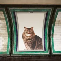 Foto Kucing Gantikan Gambar Iklan di Lorong Stasiun London  | foto Boredpanda.com