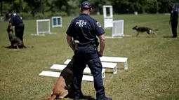 Petugas kepolisian MTA melatih anjing polisi K-9 dalam mendeteksi bahan peledak saat pelatihan kelincahan di MTA Kepolisian Canine Training Center, Stormville, New York, (6/6/2016). (REUTERS/Mike Segar)
