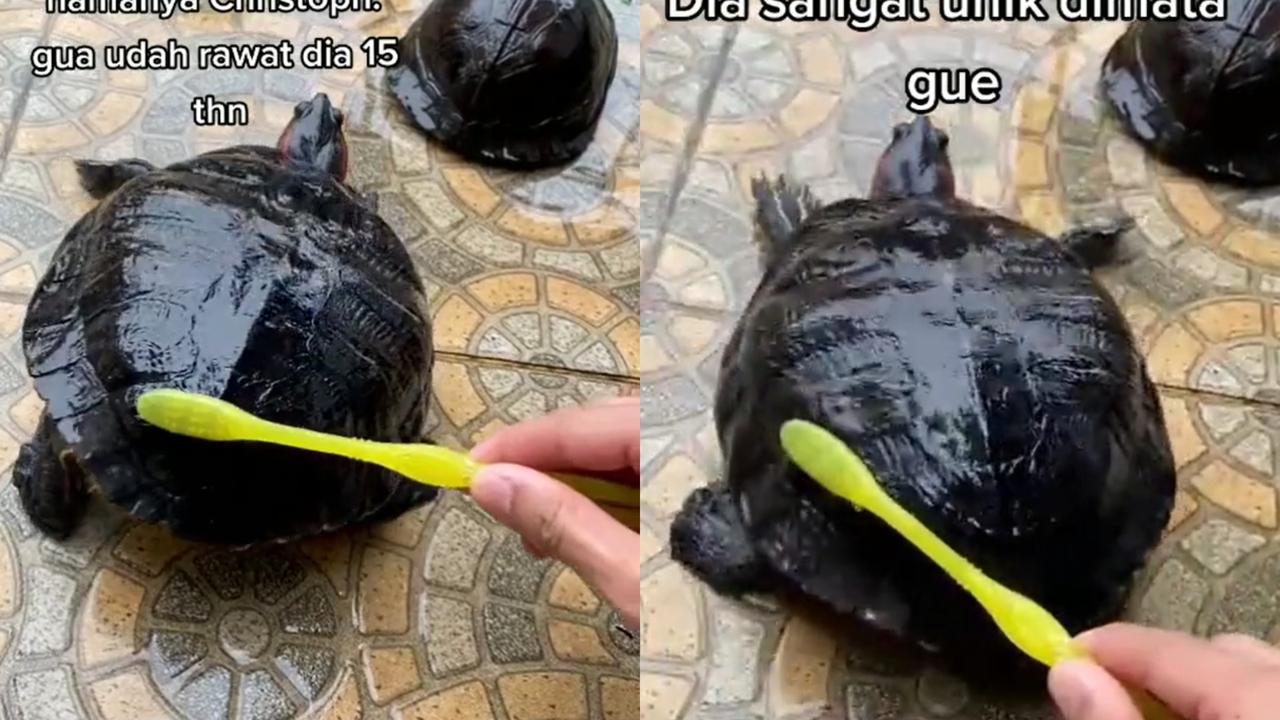 Seekor kura-kura asyik bergoyang saat mandi.