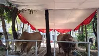 Menengok Sapi Kurban Jumbo Prabowo-Gibran di Masjid Istiqlal