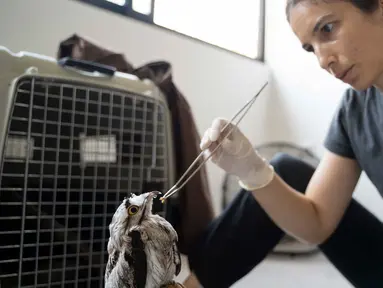 Dokter hewan Sandra Polo Arias memberi makan cacing kepada seekor burung di taman margasatwa nirlaba Selva Teneek di Ciudad Valles, Meksiko, Sabtu, 8 Juni 2024. (AP Photo/Mauricio Palos)