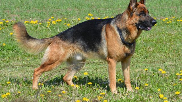 German Shepherds