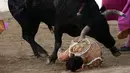 Seorang matador, Ivan Fandino tersungkur usai ditanduk oleh banteng lawannya saat tampil dalam sebuah arena di Prancis barat daya, Sabtu (17/6). Fandino tak kuasa menghindar dari tandukan banteng setelah tersandung kain jubahnya sendiri. (IROZ GAIZKA/AFP)