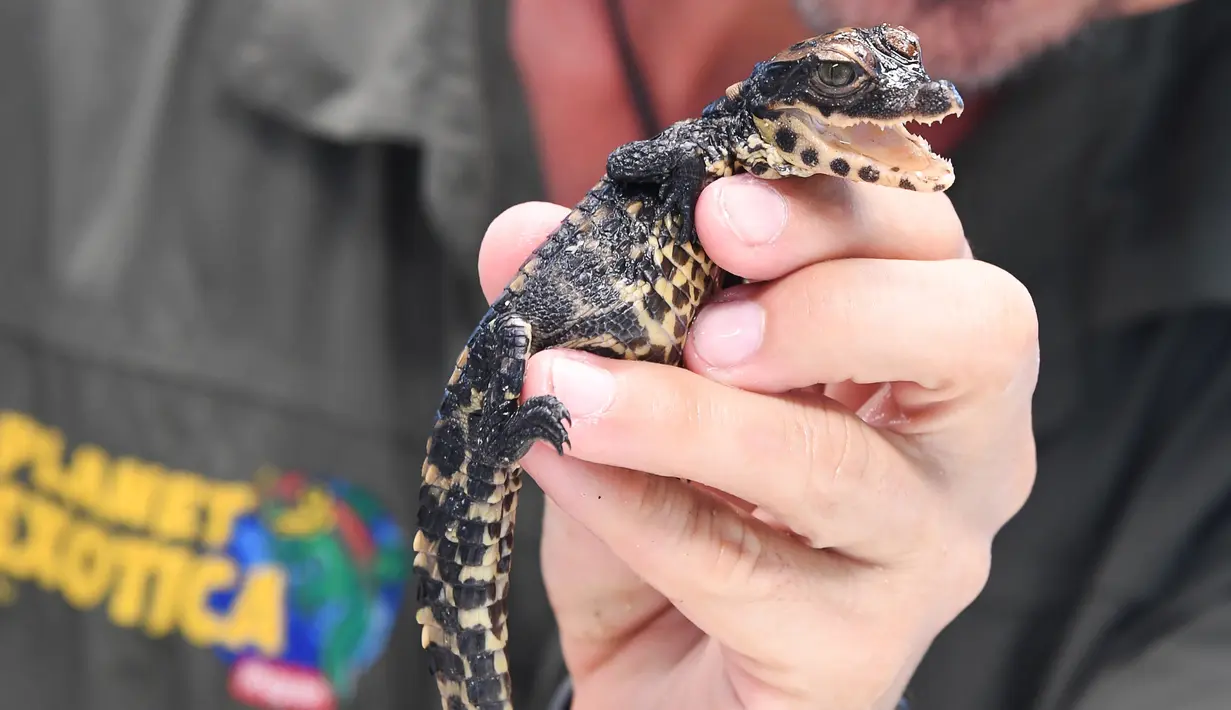 Seorang petugas memegang bayi buaya kerdil Afrika Barat yang baru menetas di taman botani Exotica Planet di Royan, Prancis, Senin (27/8). Buaya dengan nama latin Osteolaemus tetraspis ini merupakan spesies buaya terkecil yang ada. (AFP/MEHDI FEDOUACH)