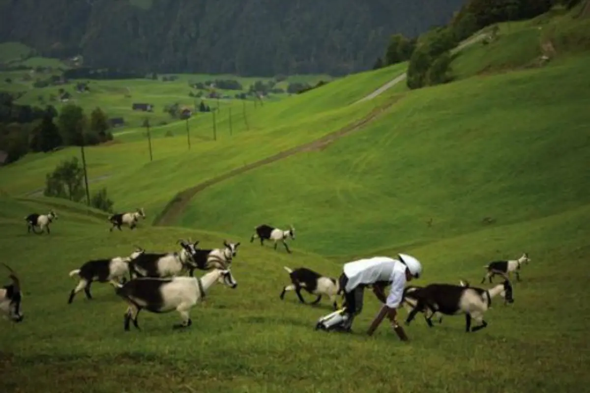 Tom Thwaites tinggal di Pegunungan Alpen dan mencoba hidup seperti kambing selama tiga hari