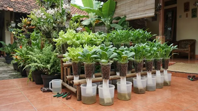 Model hidroponik wick system sederhana dari barang bekas model dari gelas plastik bekas