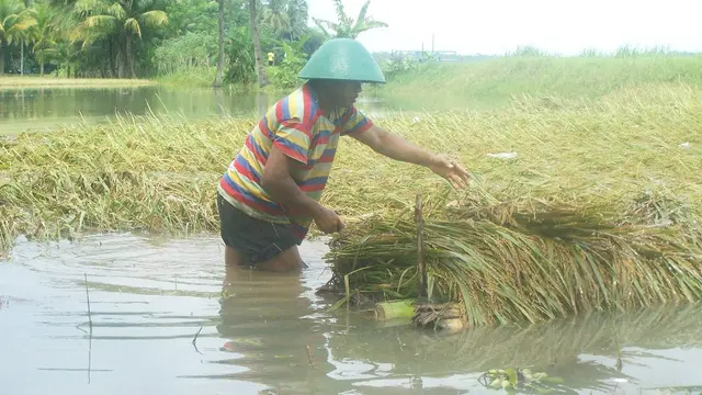 Ilustrasi – petani memanen padi yang terendam. (Foto: Liputan6.com/Muhamad Ridlo)
