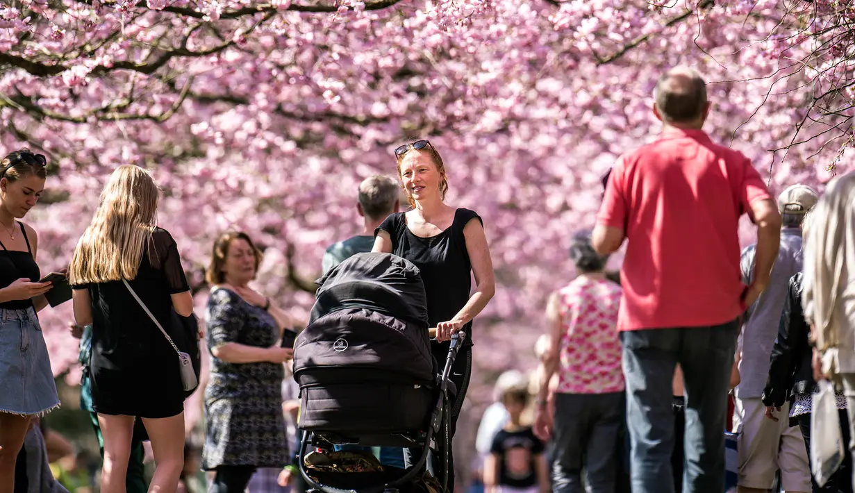 Orang-orang berjalan di bawah pohon sakura yang mekar di Pemakaman Bispebjerg, Kopenhagen, Jerman,  Jumat (20/4). Taman masih menjadi pilihan masyarakat Jerman untuk mengisi musim semi. (Mads Claus Rasmussen/Ritzau Scanpix via AP)
