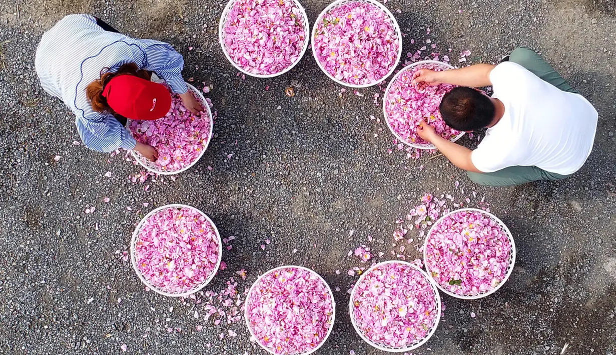 Petani memilah kelopak mawar yang dapat dimakan di Haian, Provinsi Jiangsu, China, Senin (14/5). (AFP)