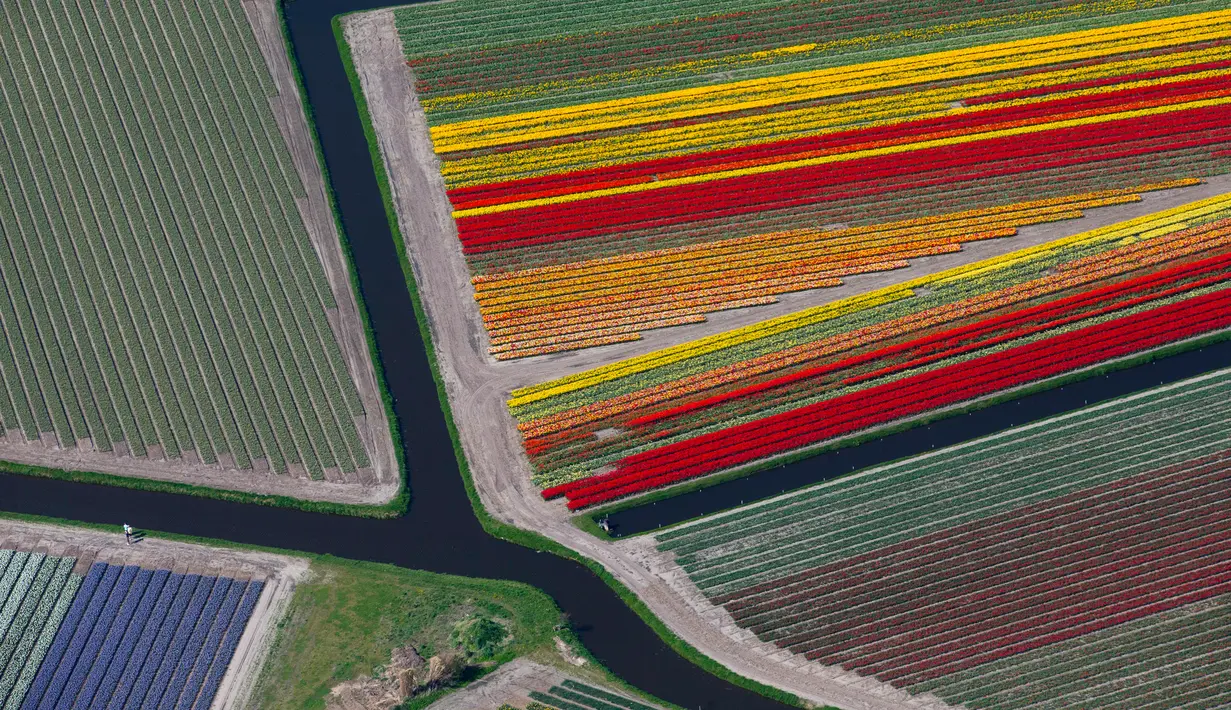 Deretan bunga tulip warna-warni di ladang De Keukenhof di Lisse, Belanda, Jumat (20/4). Ladang tulip tersebut menarik sekitar satu juta turis dari seluruh dunia setiap tahunnya. (AP Photo / Peter Dejong)