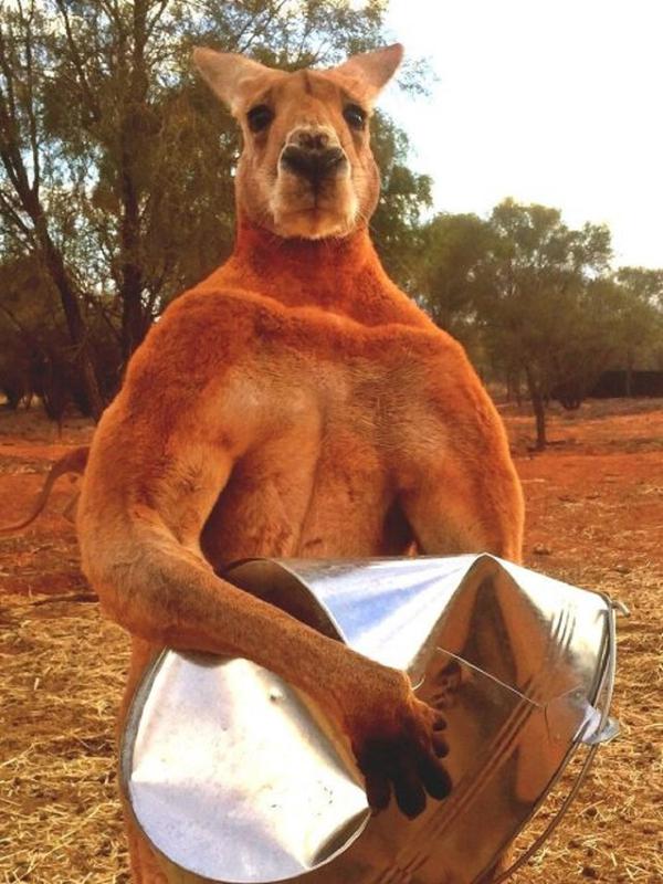 Kanguru yang diberi nama Roger memiliki tinggi 2 meter, dan mampu meremukkan ember yang terbuat dari kaleng. (Sumber: The Kangaroo Sanctuary)