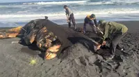 Seekor ikan paus terdampar di Pantai Lumajang (Foto:Liputan6.com/Dian Kurniawan)