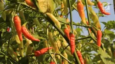 Harga cabe di tingkat petani turun drastis, sehingga meresahkan petani.