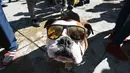 Seekor anjing Bulldog mengenakan kacamata saat berkumpul untuk meraih Rekor Guinness di Mexico City di Meksiko (26/2). Dalam acara ini sebanyak 950 anjing Bulldog ikut berkumpul ditempat tersebut. (AFP/Alfredo Estrella)