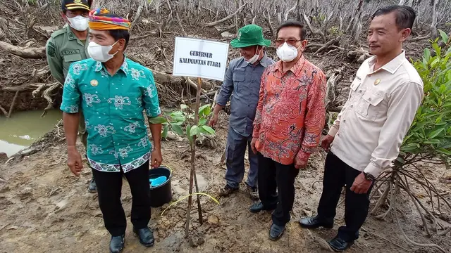 Mangrove