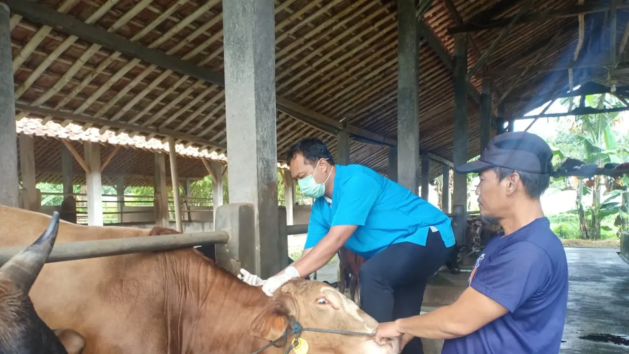 Petugas kesehatan hewan DKP3 Kota Depok melakukan pemeriksaan terhadap hewan ternak untuk mencegah PMK. (Liputan6.com/Dicky Agung Prihanto)