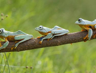 Aksi Narsis Tiga Katak Lucu Di Kalimantan Page 3 Foto Liputan6 Com