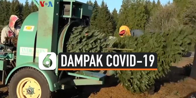 VIDEO: Pandemi Covid-19 Membuat Konsumen Kembali ke Pohon Natal Tebangan