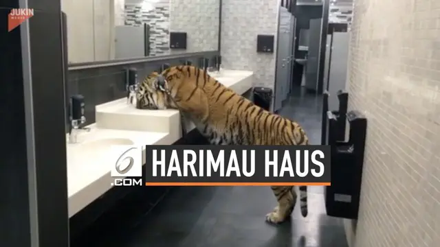 Seekor harimau kehausan dan minum di wastafel sebuah toilet umum. Peristiwa tak lazim ini direkam kamera telepon pintar.
