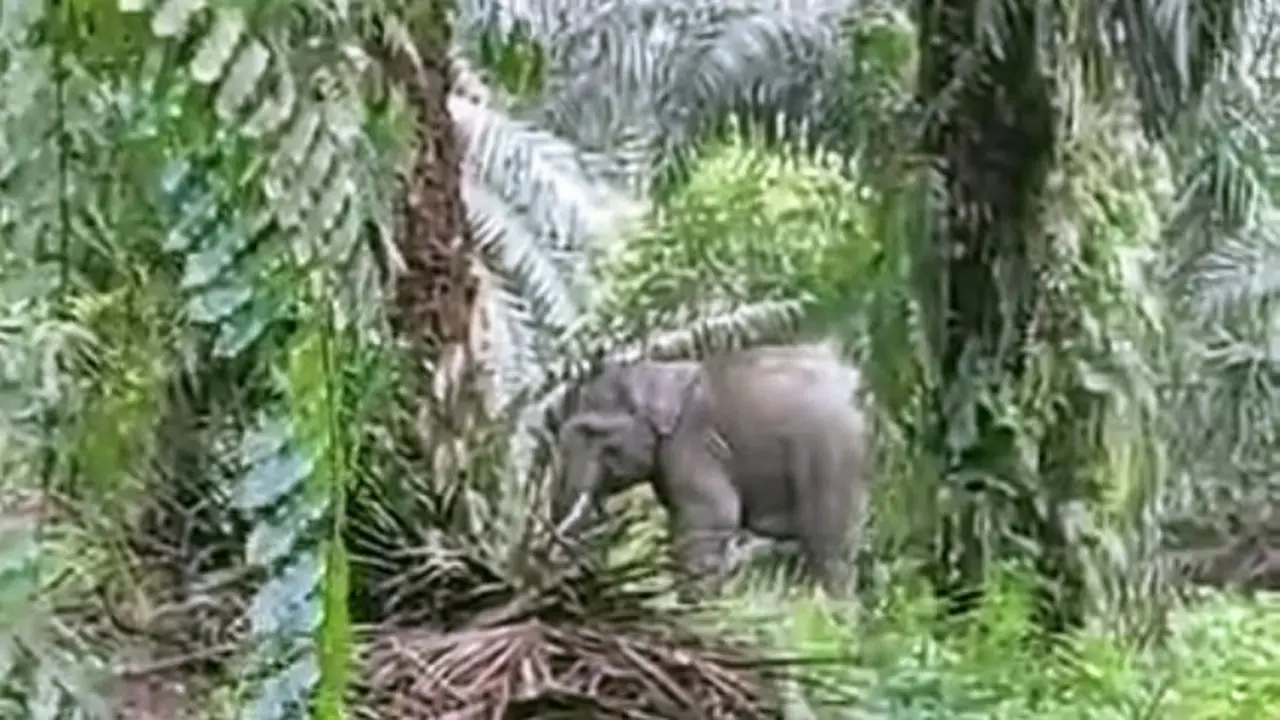 Gajah yang keluar dari habitatnya di Kabupaten Pelalawan karena bencana banjir.