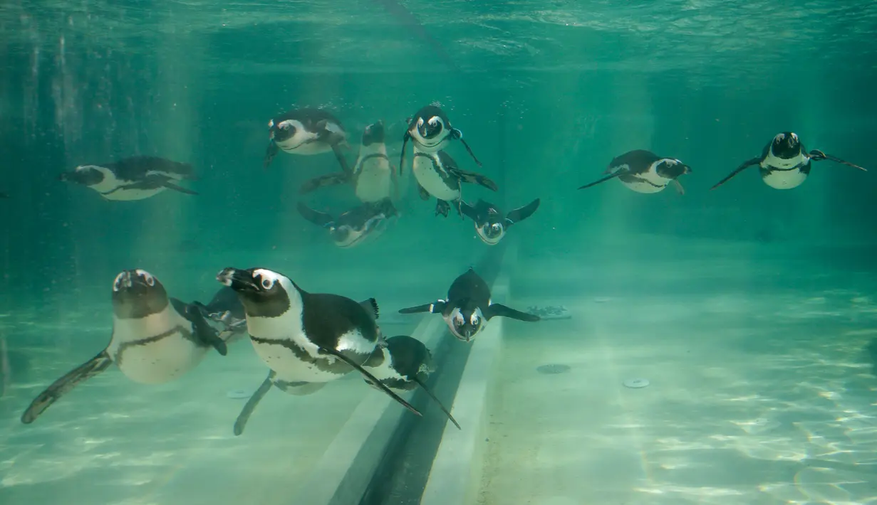 Penguin Afrika atau Penguin Jackass berenang di kolam selama persentasi kepada awak media di kebun binatang Roma, Kamis (27/12). Jumlah yang berkurang menyebabkan penguin ini diklasifikasikan sebagai spesies terancam punah. (AP/Alessandra Tarantino)