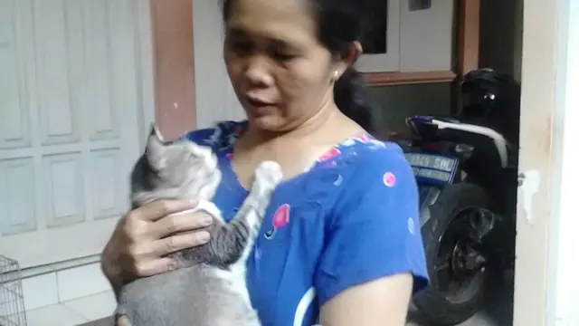 astin kucing