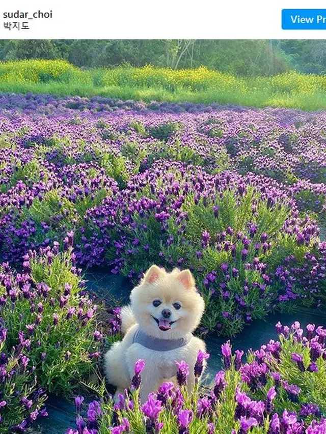 Pulau ungu di Korea
