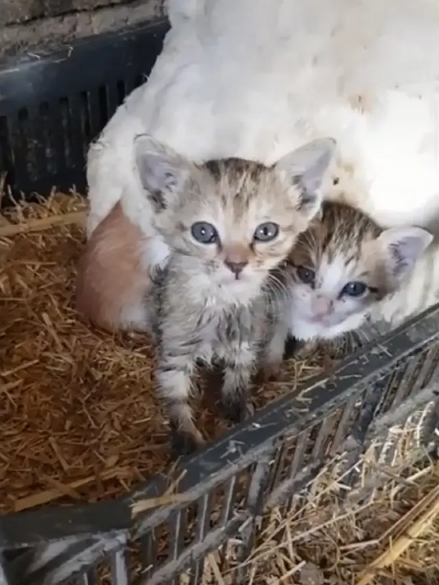 Viral Aksi Induk Ayam “Mengerami” Kucing Bikin Gemas Warganet