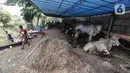 Pedagang hewan kurban mendirikan lapak dagangan di area Pemakaman Tionghoa, daerah Tanah Kusir, Jakarta, Selasa (21/7/2020). Menjelang Hari Raya Idul Adha, pedagang hewan memanfaatkan lahan kuburan untuk berjualan di tengah pandemi Covid-19 yang masih berlangsung. (Liputan6.com/Johan Tallo)