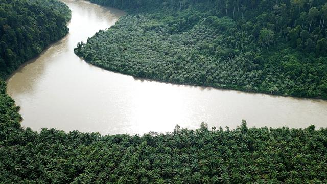 Penebangan Kebun Kelapa Sawit Ilegal di Taman Nasional Gunung Leuser