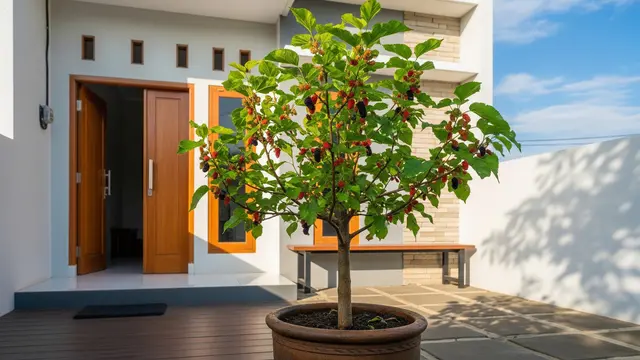 Pohon Buah dalam Pot Bentuk Rapi untuk Penghias Teras