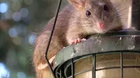 Cara ampuh agar tikus tidak masuk ke rumah adalah memeriksa seluruh bagian rumah.