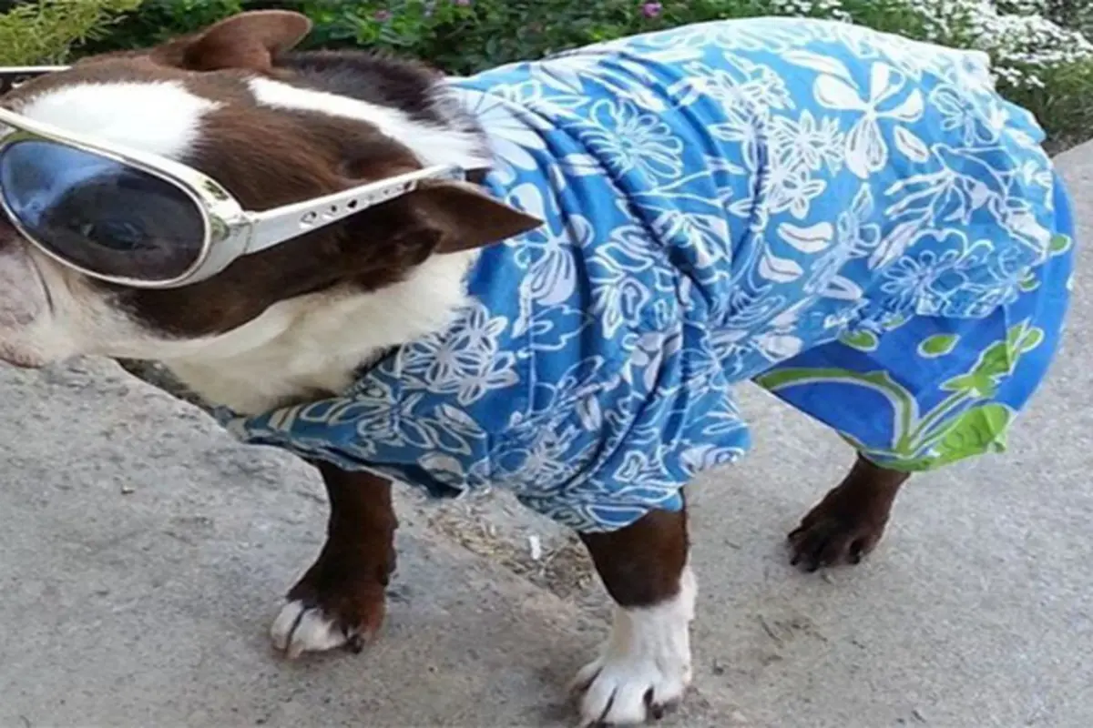 15 Anjing Berbaju Ini Lebih Keren dari Manusia