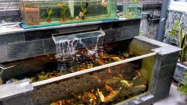 Kolam Ikan Koi Unik