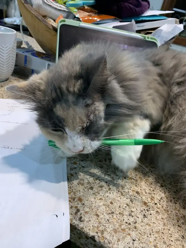 Pasang Wajah Polos, 6 Potret Kelakuan Mengesalkan Kucing Ini Bikin Tepuk Jidat