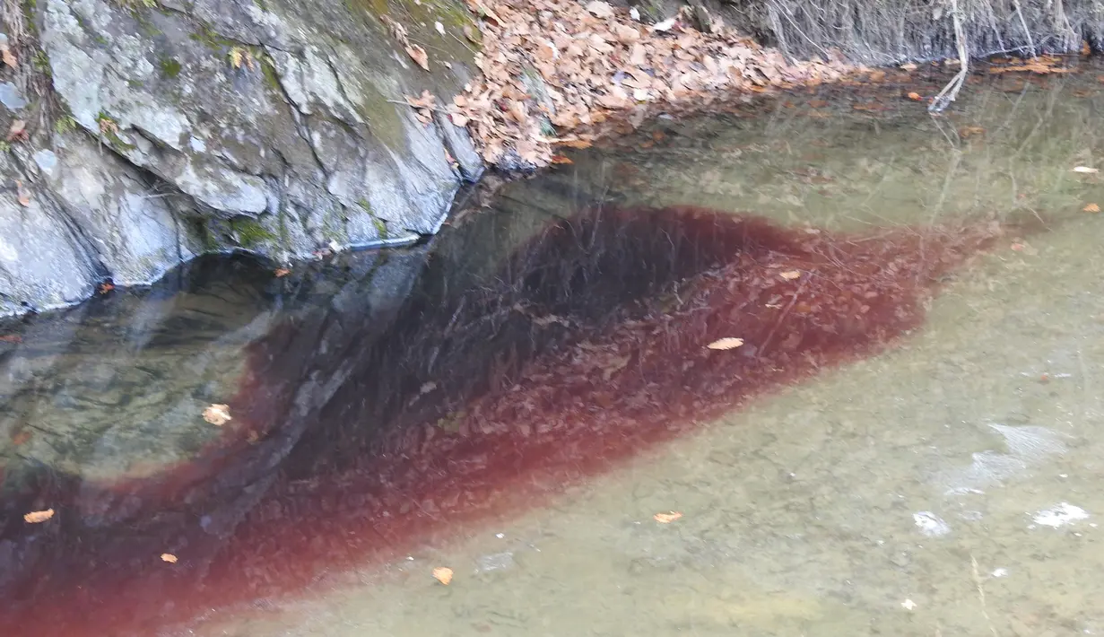 Gambar yang diambil pada 10 November 2019, sebuah sungai berwarna merah akibat tercemar darah babi di dekat perbatasan Korea Selatan-Korea Utara. Pihak berwenang Korsel telah memusnahkan 47.000 babi untuk menghentikan penyebaran demam babi Afrika (ASF). (Yeoncheon Imjin River Civic Network/AFP)