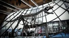Kerangka dinosaurus yang sangat langka dipajang di lantai pertama Menara Eiffel, Paris, 2 Juni 2018. Kerangka yang diyakini sebagai dinosaurus spesies baru itu berhasil terjual seharga 2 juta euro atau lebih dari Rp 32 miliar. (AFP/STEPHANE DE SAKUTIN)