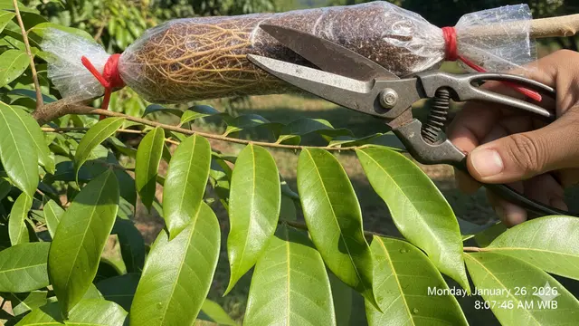 Cara Cangkok Kelengkeng agar Cepat Berakar dan Berbuah Lebat. AI