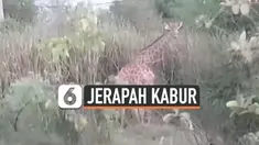 JERAPAH KABUR