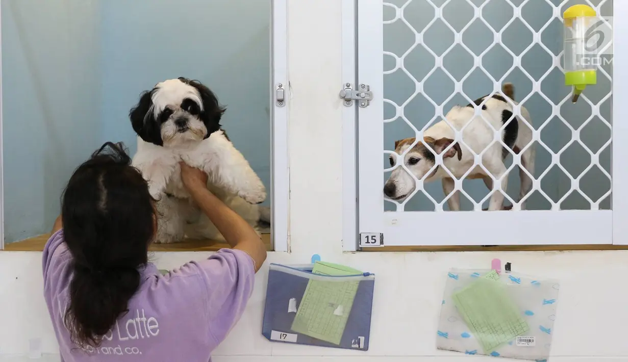 Petugas memeriksa kondisi anjing yang dititipkan di tempat penitipan hewan di Jakarta, Rabu (21/6). Pemilik hewan yang mudik memanfaatkan jasa penitipan hewan untuk merawat hewan piaraan mereka selama mudik (Liputan6.com/Immanuel Antonius)