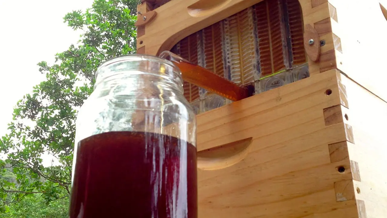 Cara Modern Memanen Madu Tanpa Harus Mengganggu Lebah